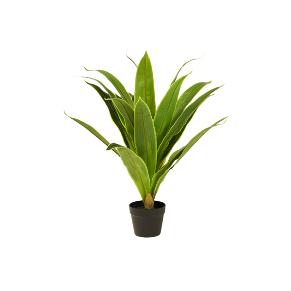 Artificial Dracaena Fragrance
