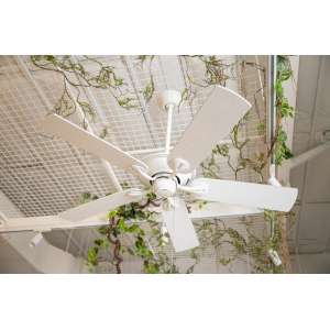 The Maribel Ceiling Fan