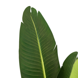 Artificial Traveler's Banana Tree