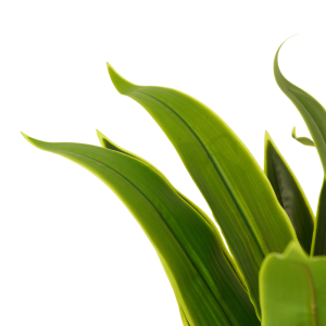 Artificial Dracaena Fragrance